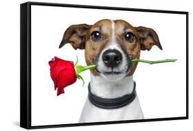 Valentines Dog-Javier Brosch-Framed Stretched Canvas