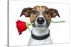 Valentines Dog-Javier Brosch-Stretched Canvas