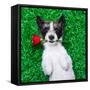 Valentines Dog-Javier Brosch-Framed Stretched Canvas