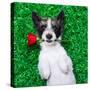 Valentines Dog-Javier Brosch-Stretched Canvas