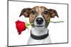 Valentines Dog-Javier Brosch-Mounted Photographic Print