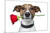 Valentines Dog-Javier Brosch-Mounted Photographic Print