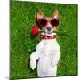 Valentines Dog-Javier Brosch-Mounted Photographic Print