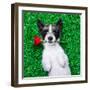 Valentines Dog-Javier Brosch-Framed Photographic Print