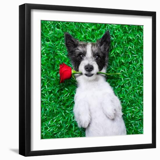 Valentines Dog-Javier Brosch-Framed Photographic Print