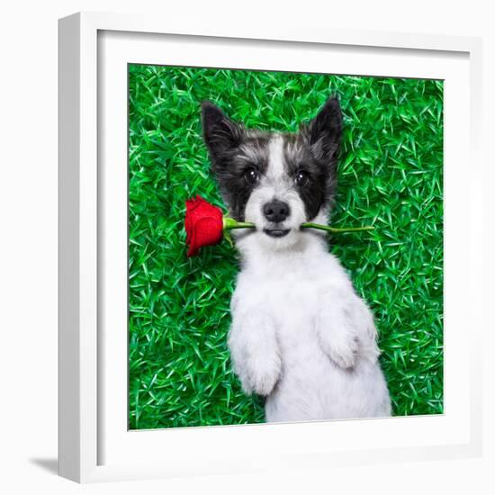 Valentines Dog-Javier Brosch-Framed Photographic Print