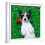 Valentines Dog-Javier Brosch-Framed Photographic Print