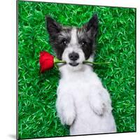 Valentines Dog-Javier Brosch-Mounted Photographic Print