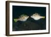 Valentinni's Sharpnose Puffer Face to Face in Territorial Behavior, Bali-null-Framed Photographic Print