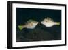 Valentinni's Sharpnose Puffer Face to Face in Territorial Behavior, Bali-null-Framed Photographic Print