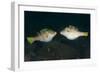 Valentinni's Sharpnose Puffer Face to Face in Territorial Behavior, Bali-null-Framed Photographic Print