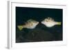 Valentinni's Sharpnose Puffer Face to Face in Territorial Behavior, Bali-null-Framed Photographic Print