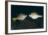 Valentinni's Sharpnose Puffer Face to Face in Territorial Behavior, Bali-null-Framed Photographic Print