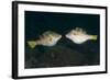 Valentinni's Sharpnose Puffer Face to Face in Territorial Behavior, Bali-null-Framed Photographic Print