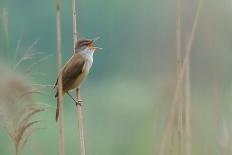 The Singer of the Reed-Valentino Alessandro-Photographic Print