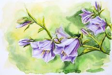 Watercolor Painting Of The Bell Flowers-Valenty-Art Print