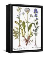 Valerian Flowers, 1613-Besler Basilius-Framed Stretched Canvas