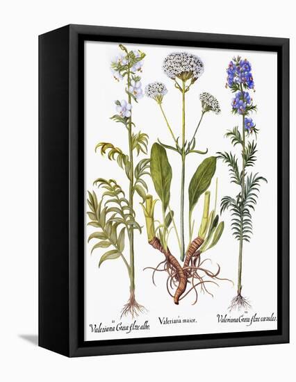 Valerian Flowers, 1613-Besler Basilius-Framed Stretched Canvas