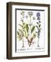 Valerian Flowers, 1613-Besler Basilius-Framed Premium Giclee Print