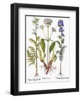 Valerian Flowers, 1613-Besler Basilius-Framed Premium Giclee Print