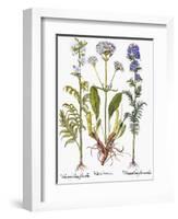 Valerian Flowers, 1613-Besler Basilius-Framed Premium Giclee Print