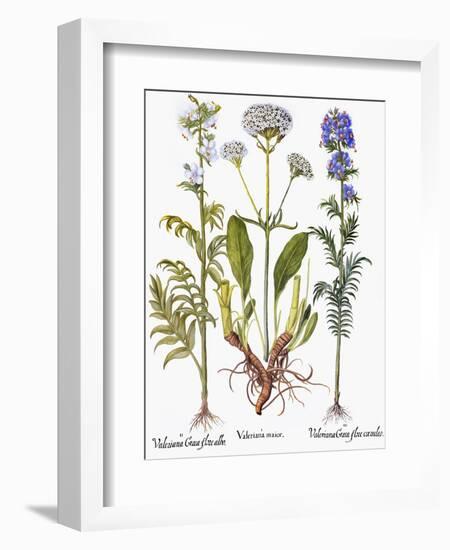 Valerian Flowers, 1613-Besler Basilius-Framed Premium Giclee Print