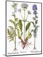 Valerian Flowers, 1613-Besler Basilius-Mounted Premium Giclee Print