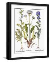 Valerian Flowers, 1613-Besler Basilius-Framed Giclee Print