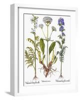 Valerian Flowers, 1613-Besler Basilius-Framed Giclee Print