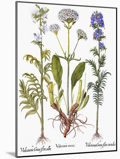 Valerian Flowers, 1613-Besler Basilius-Mounted Giclee Print