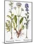 Valerian Flowers, 1613-Besler Basilius-Mounted Giclee Print