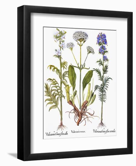 Valerian Flowers, 1613-Besler Basilius-Framed Giclee Print