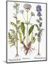 Valerian Flowers, 1613-Besler Basilius-Mounted Giclee Print