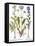 Valerian Flowers, 1613-Besler Basilius-Framed Stretched Canvas