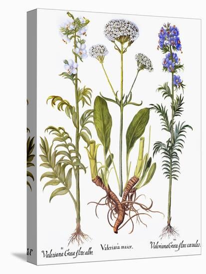 Valerian Flowers, 1613-Besler Basilius-Stretched Canvas