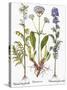 Valerian Flowers, 1613-Besler Basilius-Stretched Canvas