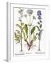 Valerian Flowers, 1613-Besler Basilius-Framed Giclee Print