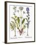 Valerian Flowers, 1613-Besler Basilius-Framed Giclee Print