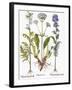 Valerian Flowers, 1613-Besler Basilius-Framed Giclee Print