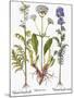 Valerian Flowers, 1613-Besler Basilius-Mounted Giclee Print