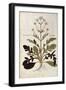 Valerian - Valeriana Officinalis (Phu Magnum) by Leonhart Fuchs from De Historia Stirpium Commentar-null-Framed Giclee Print