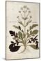 Valerian - Valeriana Officinalis (Phu Magnum) by Leonhart Fuchs from De Historia Stirpium Commentar-null-Mounted Giclee Print