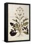 Valerian - Valeriana Officinalis (Phu Magnum) by Leonhart Fuchs from De Historia Stirpium Commentar-null-Framed Stretched Canvas