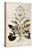 Valerian - Valeriana Officinalis (Phu Magnum) by Leonhart Fuchs from De Historia Stirpium Commentar-null-Stretched Canvas
