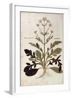 Valerian - Valeriana Officinalis (Phu Magnum) by Leonhart Fuchs from De Historia Stirpium Commentar-null-Framed Giclee Print