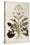 Valerian - Valeriana Officinalis (Phu Magnum) by Leonhart Fuchs from De Historia Stirpium Commentar-null-Stretched Canvas