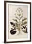 Valerian - Valeriana Officinalis (Phu Magnum) by Leonhart Fuchs from De Historia Stirpium Commentar-null-Framed Giclee Print
