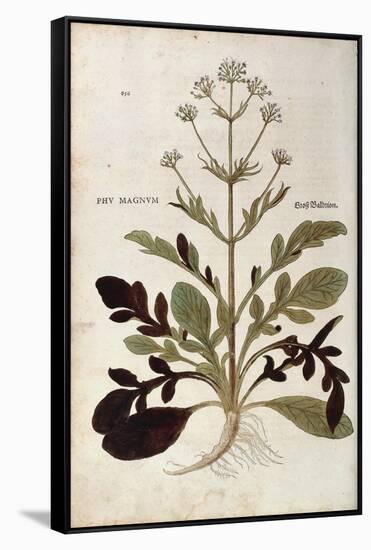 Valerian - Valeriana Officinalis (Phu Magnum) by Leonhart Fuchs from De Historia Stirpium Commentar-null-Framed Stretched Canvas