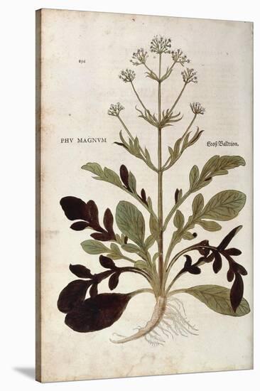 Valerian - Valeriana Officinalis (Phu Magnum) by Leonhart Fuchs from De Historia Stirpium Commentar-null-Stretched Canvas