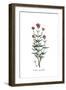 Valeriana angustifolia, Flora Graeca-Ferdinand Bauer-Framed Giclee Print